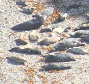 Seals at Godrevy Point