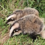 Badger cubs