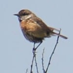 Stonechat