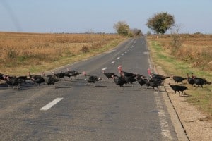 Free range turkey's crossing