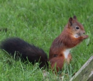 Red squirrel in garden