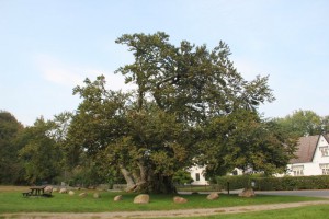 Denmarks oldest tree