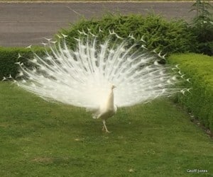 George the albino peacock