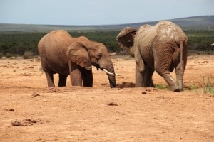 Baby elephants playing