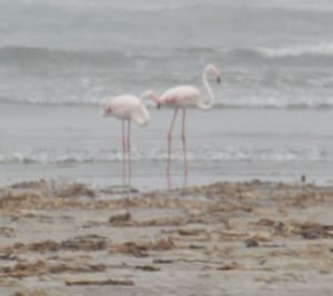 Pink Flamingo