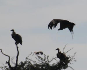 Rare vultures