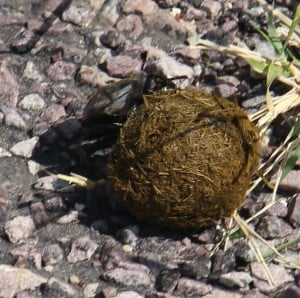 Dung beetle rolling it home