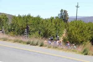 Apricot picking