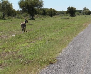 Donkey derby