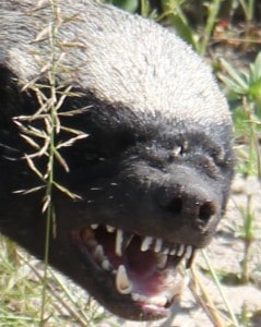 An angry Honey Badger