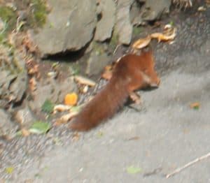 Red squirrel