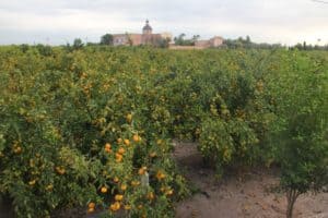 Valencian Oranges