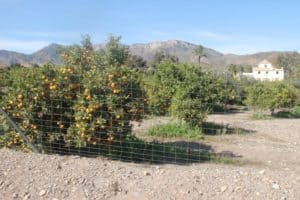 Oranges & Mountains